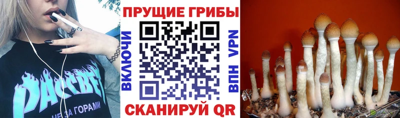 Псилоцибиновые грибы MAGIC MUSHROOMS  Купить  Зеленоградск 